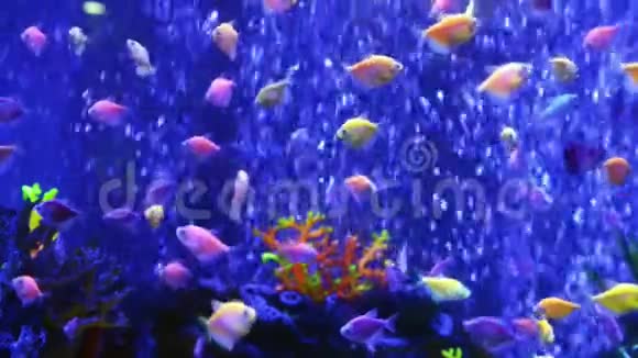 蓝水中的热带鱼类视频的预览图