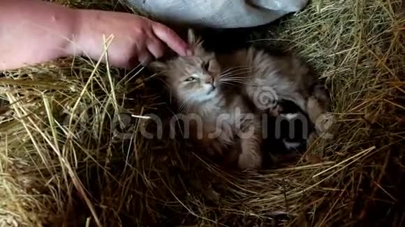 一个女人用手指抚摸一只毛茸茸的猫新生的小猫正躺在妈妈身边视频的预览图