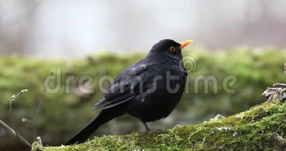 常见的黑鸟都德斯梅鲁拉坐在树上早春自然之音视频的预览图