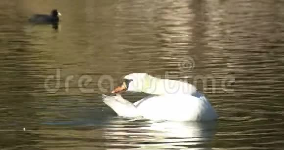 白鸭子拍打翅膀视频的预览图