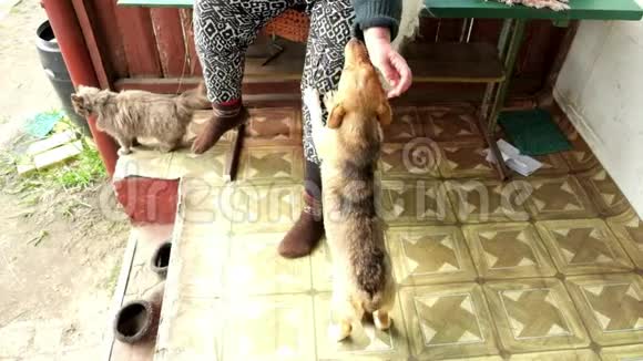 女主人抚摸着狗的脸一只毛茸茸的灰色猫坐在它们附近慢动作视频的预览图