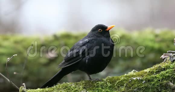 树中常见的黑鸟TurdusMerula早春性质四视频的预览图