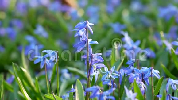 春季野生西伯利亚雪兰花第一朵春花冬天后的自然觉醒蓝紫苏花或西伯利亚视频的预览图