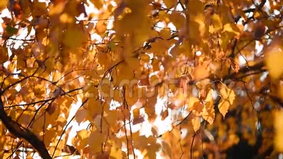阳光透过黄色的叶子闪闪发光金色的秋天自然背景阳光明媚秋天的城市公园视频的预览图