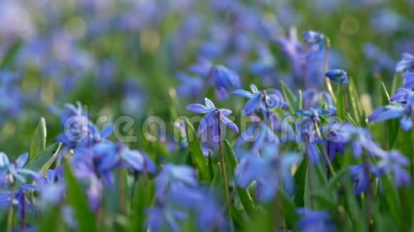 春季野生西伯利亚雪兰花第一朵春花冬天后的自然觉醒蓝紫苏花或西伯利亚视频的预览图