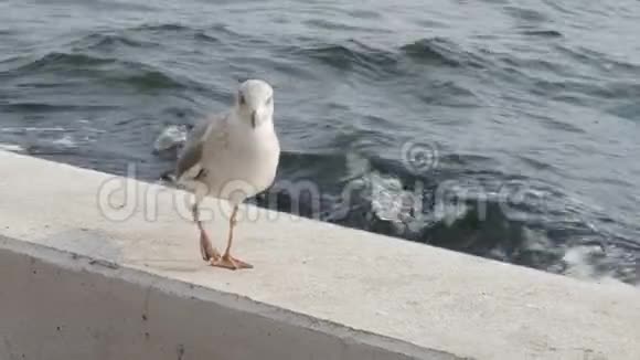 海鸥在伊兹密尔海岸的混凝土墙上行走视频的预览图