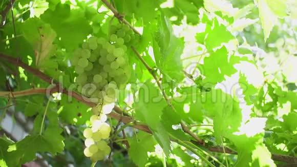 葡萄园里成熟的白葡萄酿造白葡萄酒的葡萄酒上的熟葡萄葡萄酒葡萄收获视频的预览图