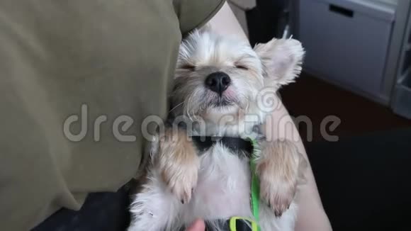 可爱的混合品种摩基狗喜欢被抚摸睡着了视频的预览图