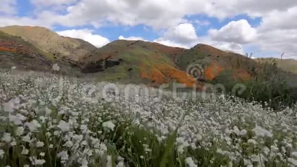 在加利福尼亚州埃尔西诺湖的沃克峡谷白色盛开的花之间行走美国视频的预览图