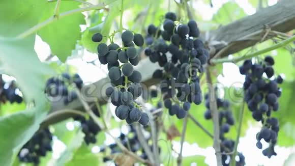 葡萄树上的一束葡萄在阳光明媚的葡萄园里有机水果农场视频的预览图