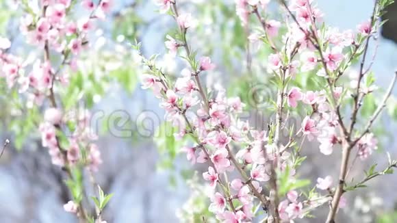 春天一棵桃树的粉红色花果园里的开花树视频的预览图