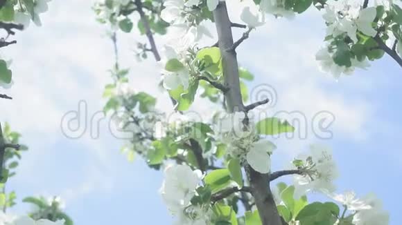 鲜艳的蓝天上盛开着装饰性的白色苹果和果树五彩缤纷视频的预览图