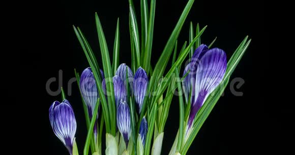几种紫罗兰花在黑色背景下生长开花和凋谢的时间间隔视频的预览图