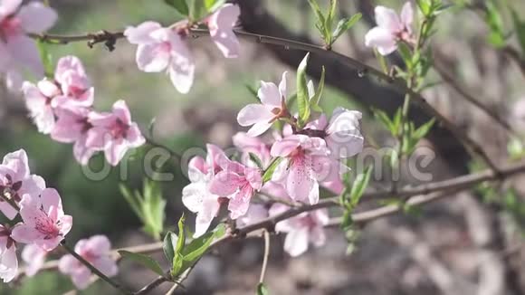 粉红色的桃花在春暖花开的时候在花园里盛开视频的预览图