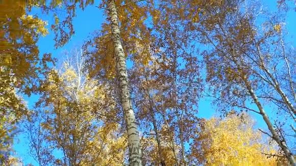 秋天的森林在蓝天上秋季背景视频的预览图