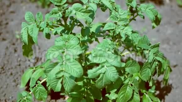 土豆植物生长在地上视频的预览图
