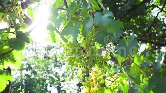 阳光明媚的一天葡萄在葡萄园里太阳照进照相机有机水果视频的预览图