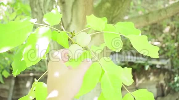 绿色核桃成熟在树枝上绿叶特写阳光明媚成长概念视频的预览图