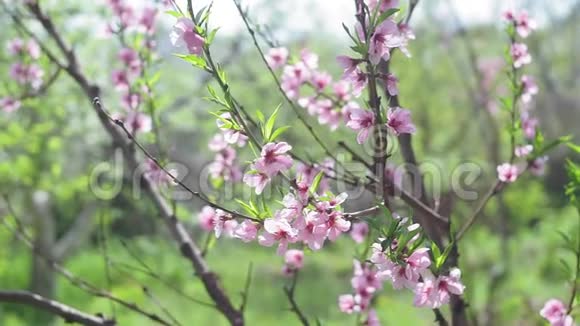 一个桃子在春天开花时开在树枝上果园里的开花树视频的预览图