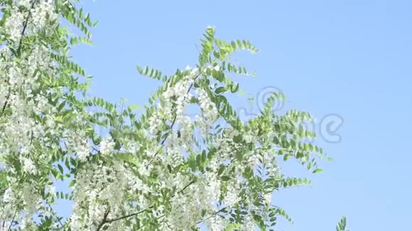 春天盛开的白色相思树视频的预览图