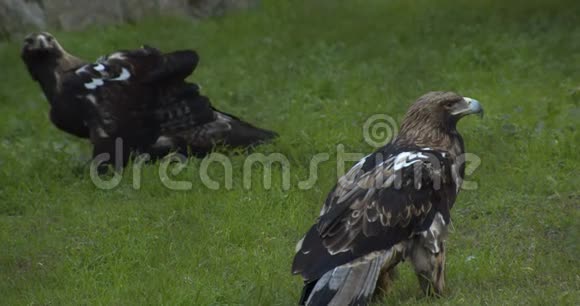 山鹰在草地上行走视频的预览图