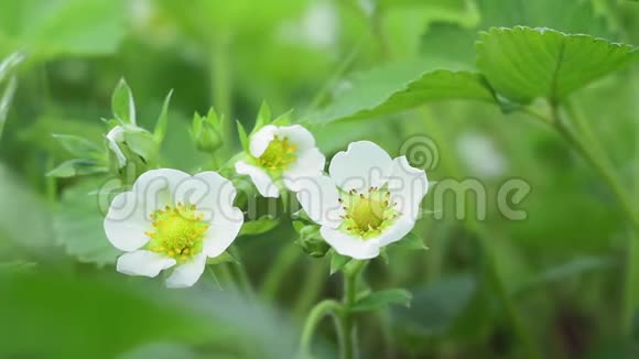 白色草莓花春季开花植物视频的预览图