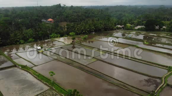 绿色农业包裹抽象几何形状的俯视图带水的巴厘岛稻田空中景观视频的预览图