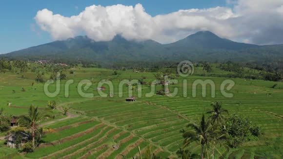 在印度尼西亚巴厘的JatiluwihRiceTeraces和山脉上用无人驾驶飞机在小径上方飞行视频的预览图