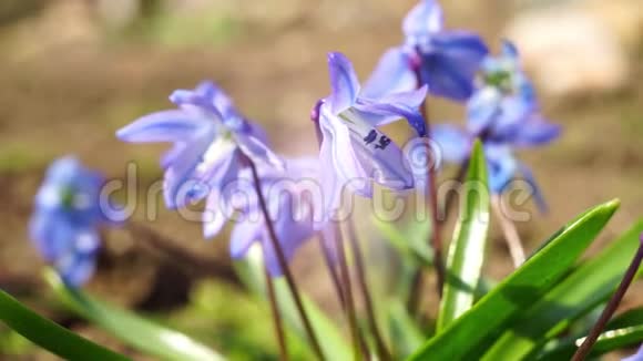 蓝铃花长在花园里视频的预览图
