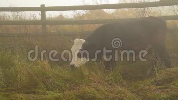 草地上雾中的牛视频的预览图