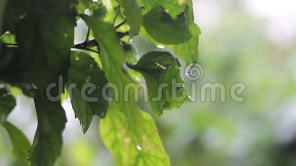 春天一棵树的绿叶水滴在绿叶上靠近树叶视频的预览图
