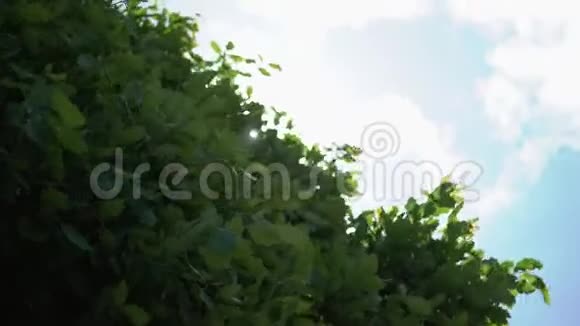 树叶和太阳视频的预览图