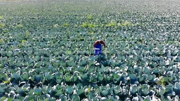 一个穿制服的人在田里种白菜视频的预览图