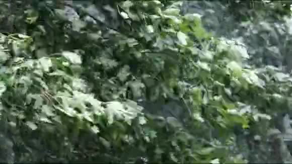 树木在非常风的日子视频的预览图