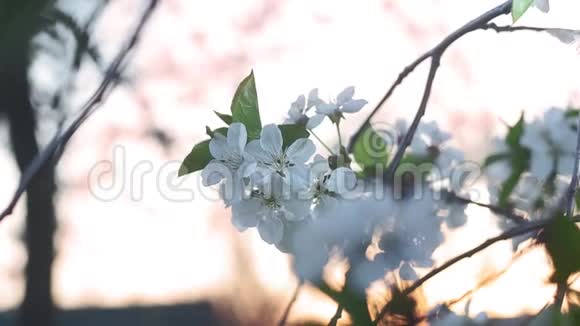春天的时候在日落的时候白色的樱花会聚拢视频的预览图
