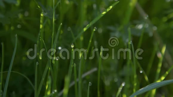 绿草和晨雨滴露水快关门太阳穴视频的预览图