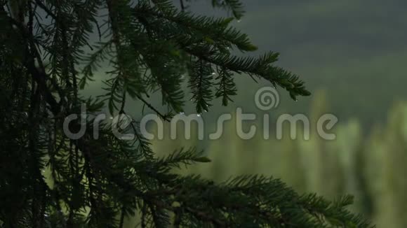在森林的背景下树枝随风飘动着雨滴视频的预览图