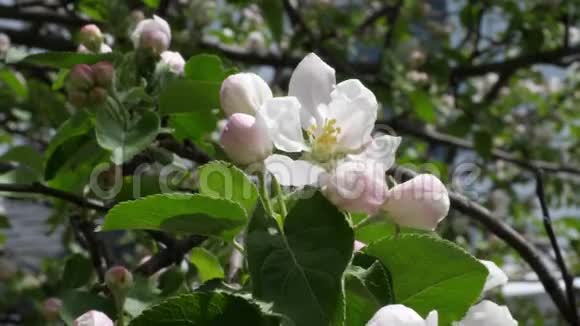 春天花园的阳光下粉红色和白色的苹果花盛开视频的预览图