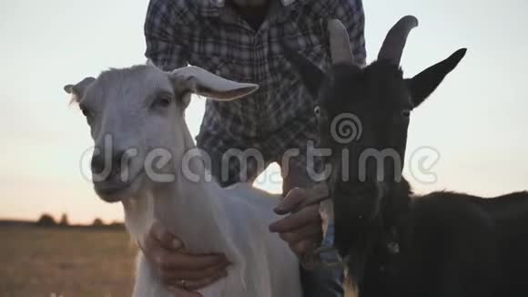 白山羊和黑山羊和他们的主人视频的预览图