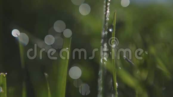 露水在绿草和阳光上插入的自由空间选择性重点视频的预览图