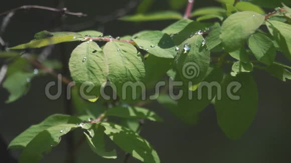 落在树枝特写镜头上的雨滴带有森林的自然声音视频的预览图