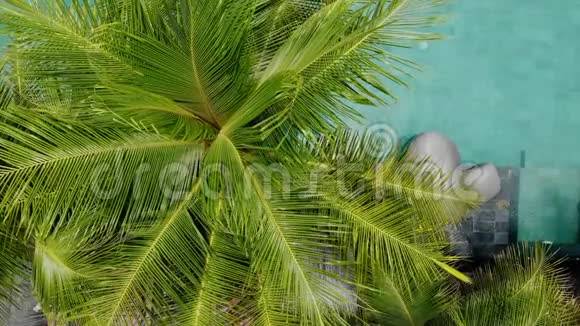 鸟瞰绿色棕榈树和绿松石豪华无限游泳池在热带游泳池旅行假期视频的预览图