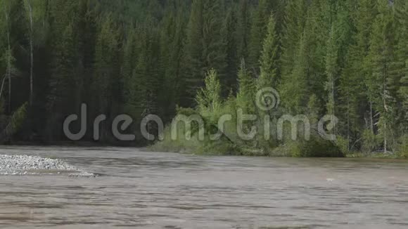 一条汹涌的泥泞的河流在岸边的背景上有松树视频的预览图