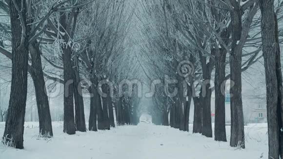 美丽的树巷和冬日的白雪冬季景观树小巷在寒冷的城市降雪视频的预览图