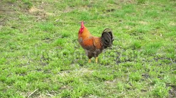 大只漂亮的红公鸡站在绿色的草地上慢动作视频的预览图
