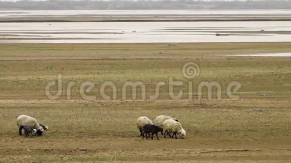 乌兹别克斯坦的羊和羔羊视频的预览图