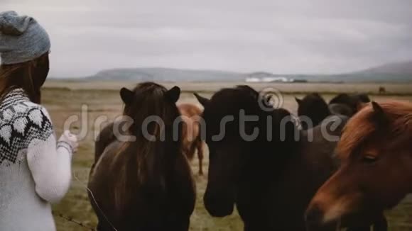 年轻快乐的女人穿着紫锥菊毛衣用面包喂冰岛马抚摸它们农场动物视频的预览图
