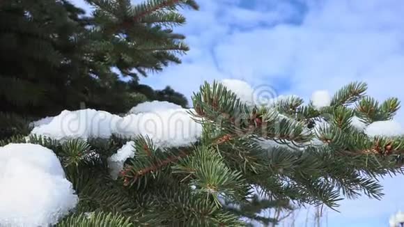 春天圣诞树上的雪融化的雪视频的预览图