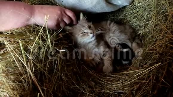 一个女人用手指抚摸一只毛茸茸的猫新生的小猫正躺在妈妈身边慢动作视频的预览图