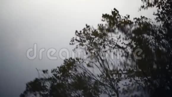 水面倒影的树视频的预览图